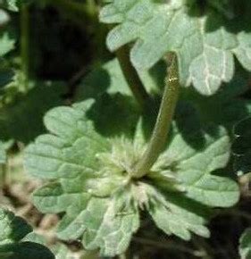 Weeds and Their Control: Henbit (Lamium amplexicaule) – KarensGardenTips.com