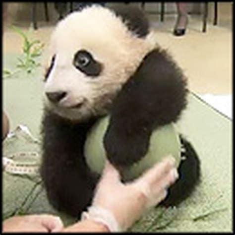 Rare Footage of a Newborn Panda Bear Playing - Ridiculously Cute!