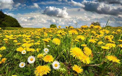 Download Field Flower Nature Dandelion HD Wallpaper