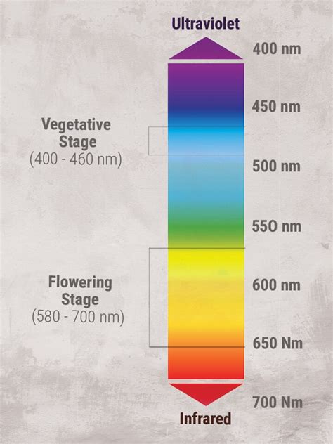 Best Light Spectrum For Growing Plants / Best Light For Plant Growth Ez Gro Garden / Lighting ...