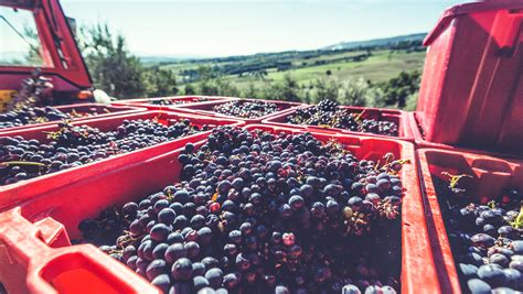 3 Wine Harvesting Myths Debunked | SevenFifty Daily