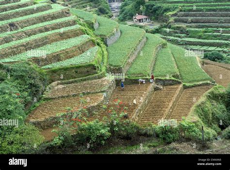 Terrace cultivation mountain slope terraced farming cauliflowers ...