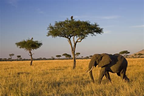 African Savanna Animals