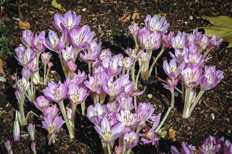 Autumn crocus flowers stock image. Image of autumn, meadow - 144086271