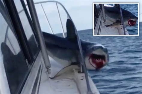 Huge shark with blood pouring from jaws gets trapped on boat in US ...