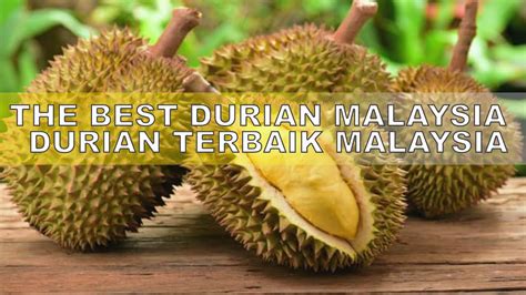 THE BEST DURIAN MALAYSIA | DURIAN TERBAIK MALAYSIA - YouTube