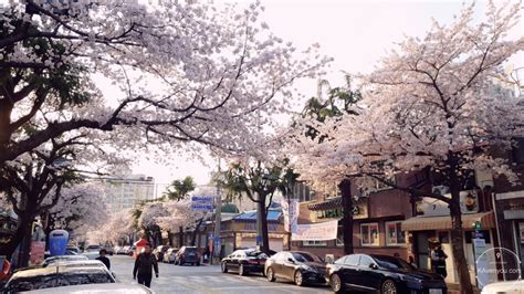 [TRAZY] A Glimpse into Jinhae Cherry Blossom Festival 2019 - KAvenyou.com