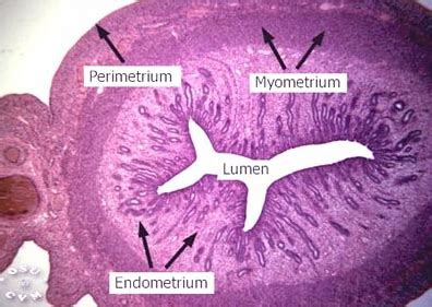 Uterus Histology - Uterus, rat (labels) - histology slide