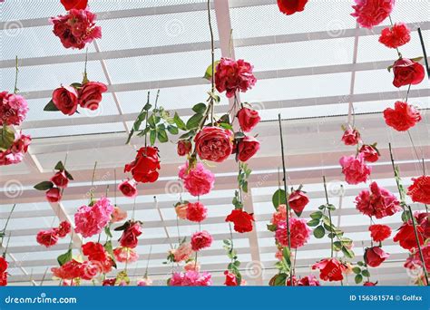 Colorful of Sweet Artificial Flower Hanging from Ceiling. Beautiful Upside Down Flowers Stock ...