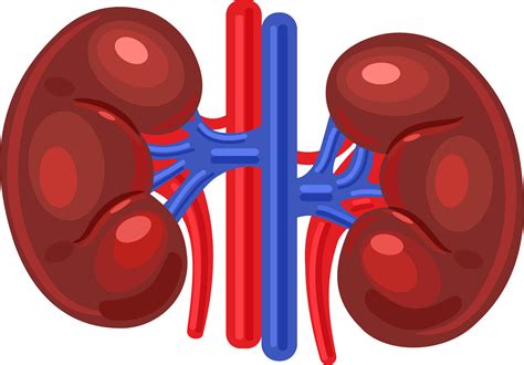 Kidney Urinary Bladder Clipart Free Download Transpar - vrogue.co