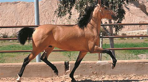 Los Colores del Caballo: El Bayo