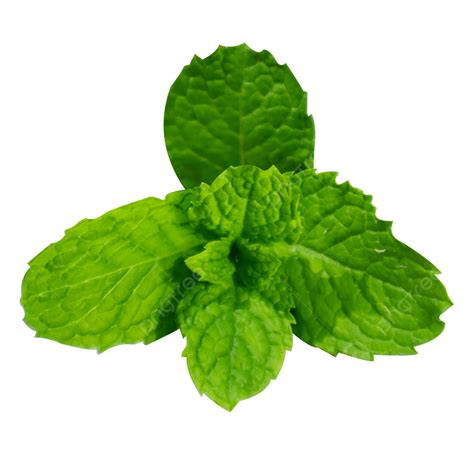 Gambar Daun Mint Segar, Daun Mint, Hijau, Daun Daun PNG Transparan ...