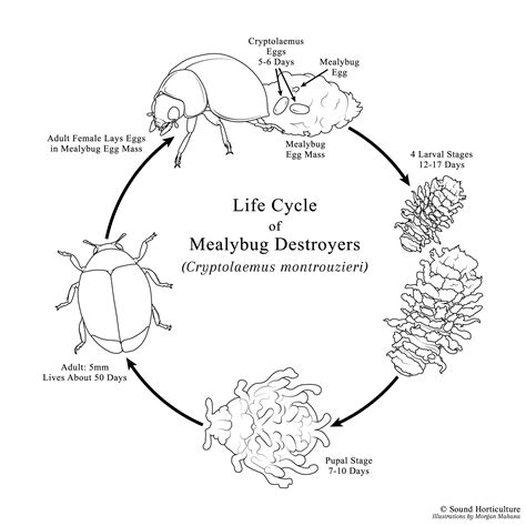 Mealybug Destroyer Life Cycle