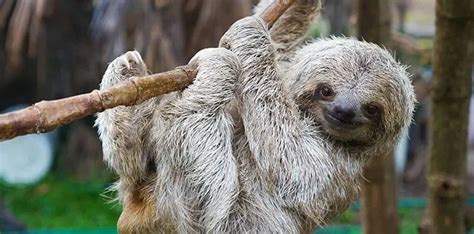 10 Surprisingly Chill Facts About Sloths - The Fact Site