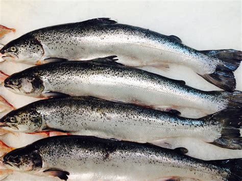 Fresh Whole Salmon - Ocean Wave Fisheries