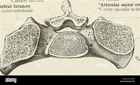 Auricular surface hi-res stock photography and images - Alamy