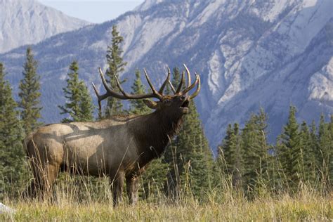 Top 10 Elk Facts | Grand View Outdoors