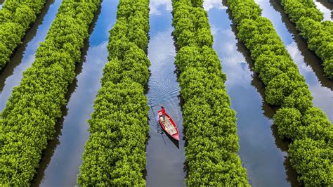 Mangrove plantings in central vietnam - Take 2 share