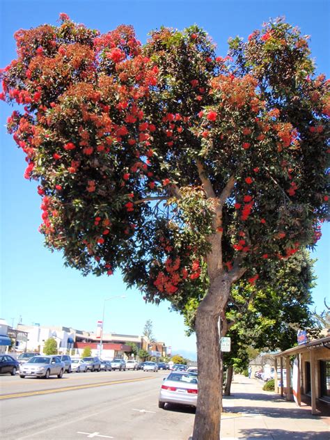 Adventure Talgache: red flowering gum tree moments