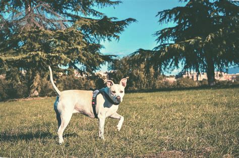 Walking White and Brown Dog · Free Stock Photo