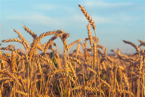 Healing grain: Scientists develop wheat that fights celiac disease | WSU Insider | Washington ...