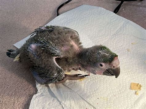 Cute baby male military macaw for hand feeding