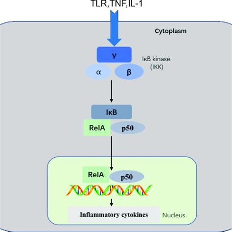 Summary of cytokines and their functions | Download Table