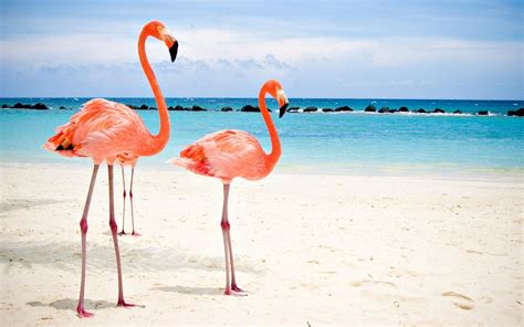 flamingo desktop backgrounds, HD Wallpaper | Rare Gallery