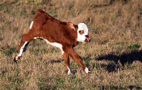 Polled Hereford Calf by Teresa Dunlap