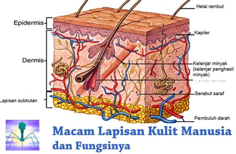 √ 8 Macam Lapisan Kulit Manusia dan Fungsinya | Guru Sains