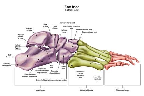 Arthritis in Feet: Types of Foot Arthritis | Rocky Mountain Foot & Ankle