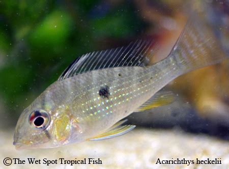 Acarichthys heckelii - Tropical Freshwater Fish For Sale Online - The Wet Spot Tropical Fish