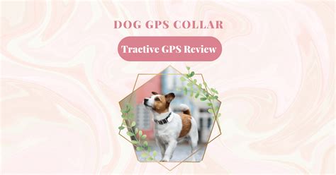 Dog GPS Collar: A Tractive GPS Review