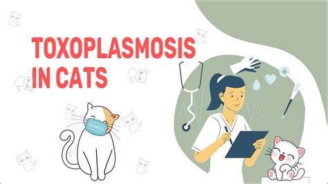 Toxoplasmosis In Cats - Petmoo