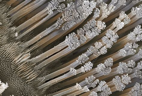 Gecko foot hairs, SEM - Stock Image - Z762/0033 - Science Photo Library