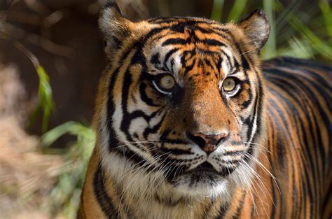 Sumatran Tiger High Definition Wallpapers