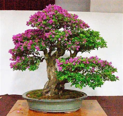 Bonsai Bougenville - Tanaman Kecil, Hasil Nggak Kecil » Taman Inspirasi ...