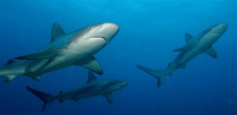 Newly Discovered Hybrid Shark is a Model of Rapid Evolution | IBTimes