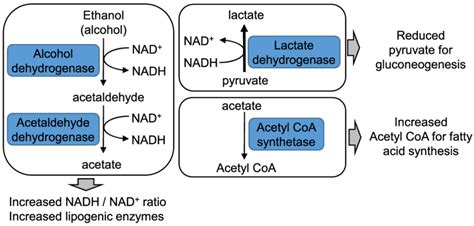 Ethanol metabolism and links with other metabolic pathways | Download ...