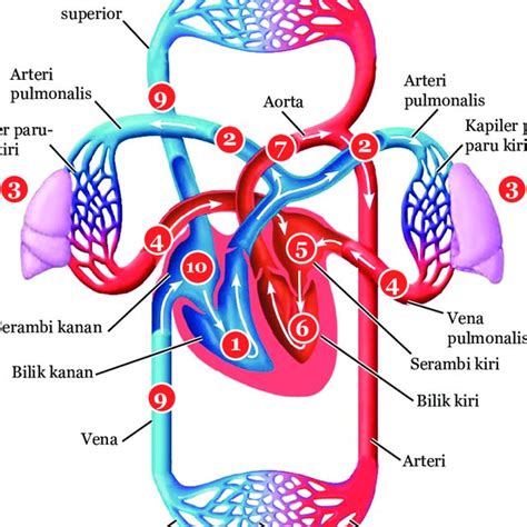 Gambar 6.3 Peredaran Darah Manusia m. Pembuluh darah dapat dibedakan... | Download Scientific ...