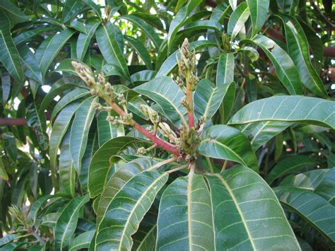 Forum: Mango Trees Flowering In June