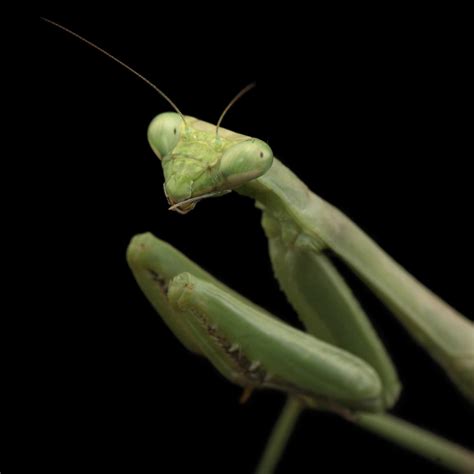 Praying mantis, facts and photos