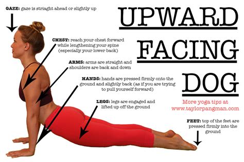 POSTURE BREAKDOWN: Upward-Facing Dog (Urdhva Mukha Svanasana) — TAYLOR PANGMAN YOGA