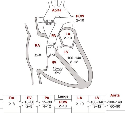 diagram of the human heart and its major vessels, including the aortaic ...