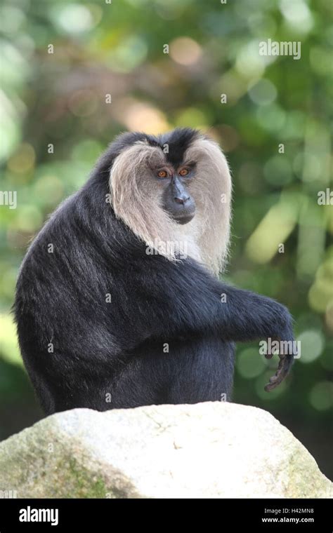 Beard monkey Stock Photo - Alamy