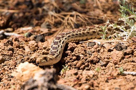 A gopher snake in Arizona desert | Flickr - Photo Sharing!