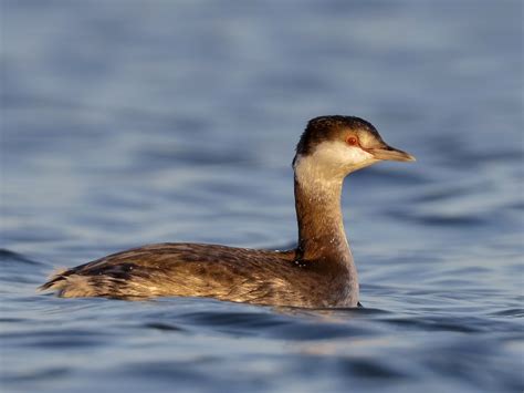 Horned Grebe - eBird