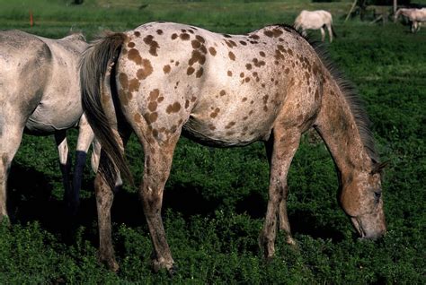 Most Popular Gaited Horse Breeds