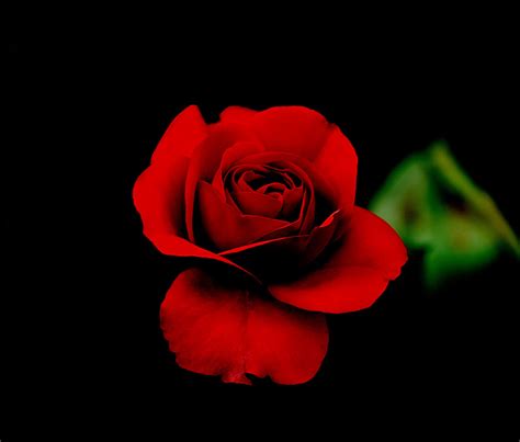 Free download Red Rose With Black Background [1600x1361] for your Desktop, Mobile & Tablet ...