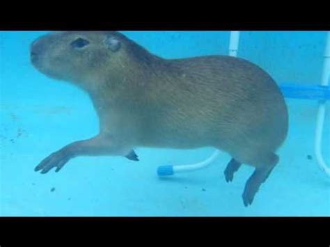 NOT Slow Motion Capybara - YouTube